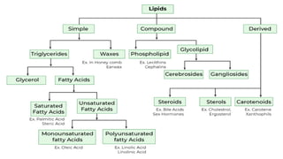 Lipid Metabolism presentation for physiotherapist | PDF
