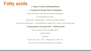 Lipid Metabolism presentation for physiotherapist | PDF