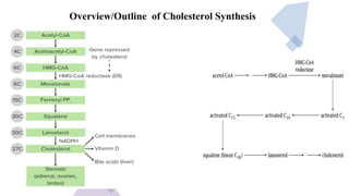 Lipid Metabolism presentation for physiotherapist | PDF