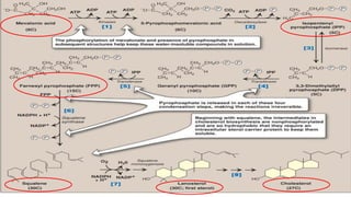 Lipid Metabolism presentation for physiotherapist | PDF