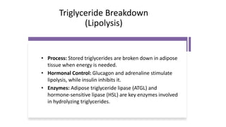 Lipid Metabolism presentation for physiotherapist | PDF