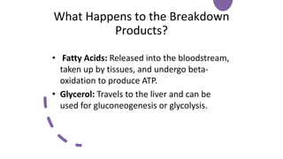 Lipid Metabolism presentation for physiotherapist | PDF