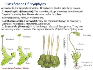 Bryophyte Classification 9. Bryophytes-Marchantia.pptx Class 11 Ppt slides NEB | PPTX