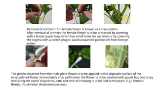 Comprehensive Methods and Techniques for Large Scale Hybrid Seed ...