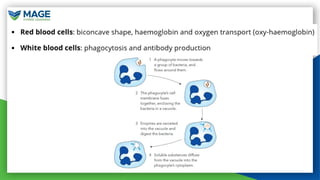 Comprehensive Overview of Blood Components and Their Functions | PPTX
