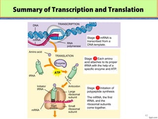 Comprehensive Overview of Gene Expression: Transcription and ...