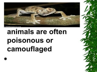 animals are often
poisonous or
camouflaged

 