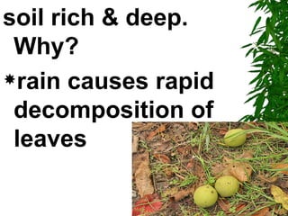 soil rich & deep.
 Why?
rain causes rapid

 decomposition of
 leaves
 