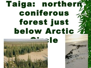 Taiga: northern
  coniferous
   forest just
 below Arctic
     Circle
 