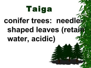 Taiga
conifer trees: needle-
 shaped leaves (retain
 water, acidic)
 