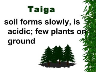 Taiga
soil forms slowly, is
 acidic; few plants on
 ground
 