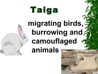 Taiga
migrating birds,
 burrowing and
 camouflaged
 animals
 