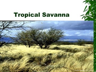Tropical Savanna
 