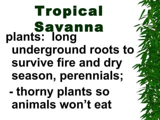 Tropical
    Savanna
plants: long
 underground roots to
 survive fire and dry
 season, perennials;
- thorny plants so
 animals won’t eat
 