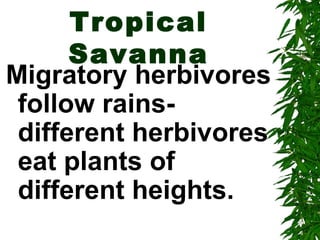 Tropical
      Savanna
Migratory herbivores
 follow rains-
 different herbivores
 eat plants of
 different heights.
 