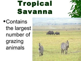 Tropical
      Savanna
Contains

 the largest
 number of
 grazing
 animals
 