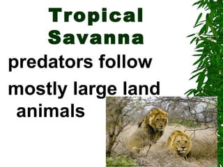 Tropical
    Savanna
predators follow
mostly large land
 animals
 