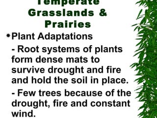 Temperate
      Grasslands &
          Prairies
 Plant Adaptations

  - Root systems of plants
  form dense mats to
  survive drought and fire
  and hold the soil in place.
  - Few trees because of the
  drought, fire and constant
  wind.
 