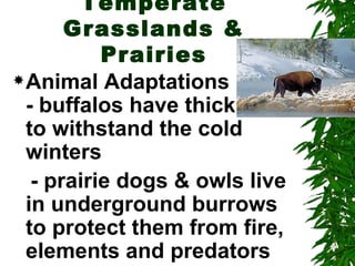 Temperate
       Grasslands &
           Prairies
 Animal Adaptations
  - buffalos have thick coats
  to withstand the cold
  winters
   - prairie dogs & owls live
  in underground burrows
  to protect them from fire,
  elements and predators
 