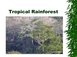 Tropical Rainforest
 