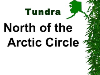 Tundra

North of the
Arctic Circle
 