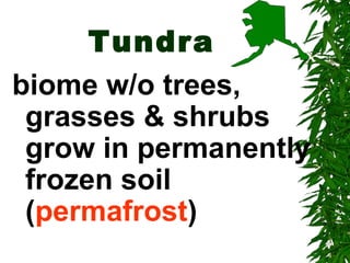 Tundra
biome w/o trees,
 grasses & shrubs
 grow in permanently
 frozen soil
 (permafrost)
 