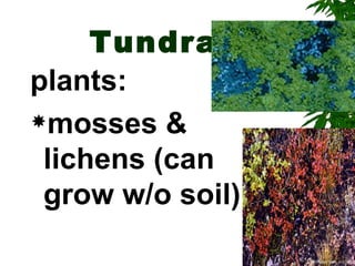 Tundra
plants:
mosses &

 lichens (can
 grow w/o soil)
 