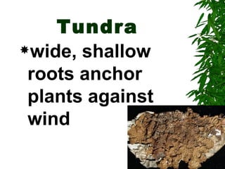 Tundra
wide, shallow

 roots anchor
 plants against
 wind
 