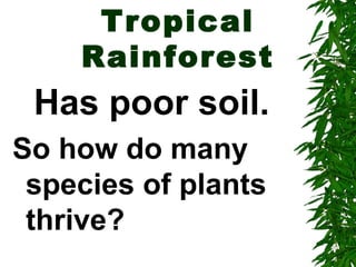 Tropical
    Rainforest
 Has poor soil.
So how do many
 species of plants
 thrive?
 