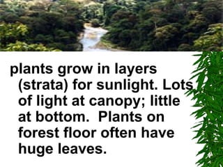 plants grow in layers
 (strata) for sunlight. Lots
 of light at canopy; little
 at bottom. Plants on
 forest floor often have
 huge leaves.
 
