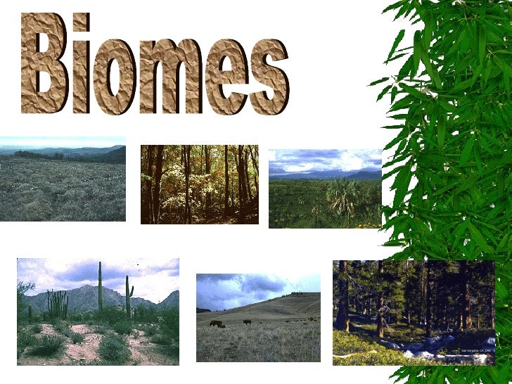terrestrial biomes what are biomes