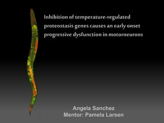 Angela Sanchez
Mentor: Pamela Larsen
Inhibitionof temperature-regulated
proteostasis genes causes an early onset
progressive dysfunction inmotorneurons
 