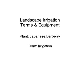 Landscape irrigation Terms & Equipment Plant: Japanese Barberry Term: Irrigation 