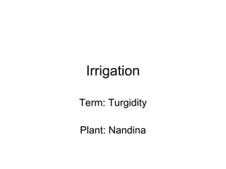 Irrigation Term: Turgidity Plant: Nandina 