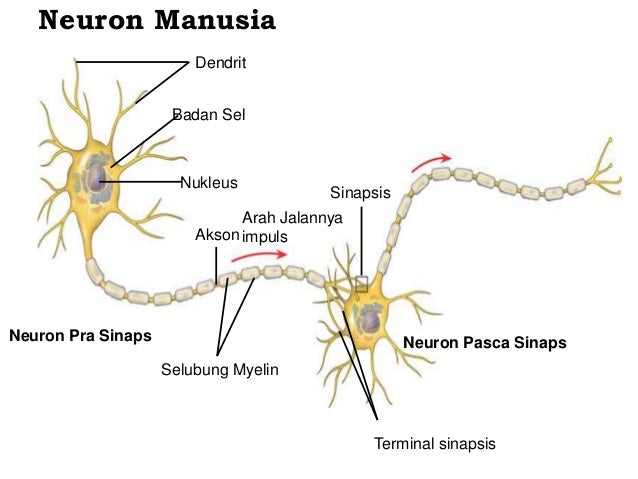 Kuiz Sains Tahun 6 Sistem Saraf Manusia  watchedurevisi