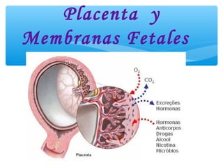 Placenta y
Membranas Fetales
 
