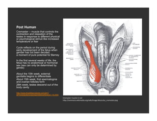 Post	
  Human	
  
Cremaster -- muscle that controls the
contraction and relaxation of the
testes in response to different physical
or psychological stimuli like increased
temperature or fear

Cycle reflects on the period during
early development of the fetus when
gender has not been decided,
a moment of pure potential for Barney

In the first several weeks of life, the
fetus has no anatomical or hormonal
sex (sex can only be determined by
genes)

About the 10th week, external
genitalia begins to differentiate
About 15th week, first spermatognia
and ovarian follicles form
28th week, testes descend out of the
body cavity

http://www.theslideprojector.com/art1/
art1onedaylecturepresentations/lecture1-15.html
                                                  Cremaster	
  muscle	
  in	
  red	
  
                                                  h_p://commons.wikimedia.org/wiki/Image:Musculus_cremaster.png	
  
 