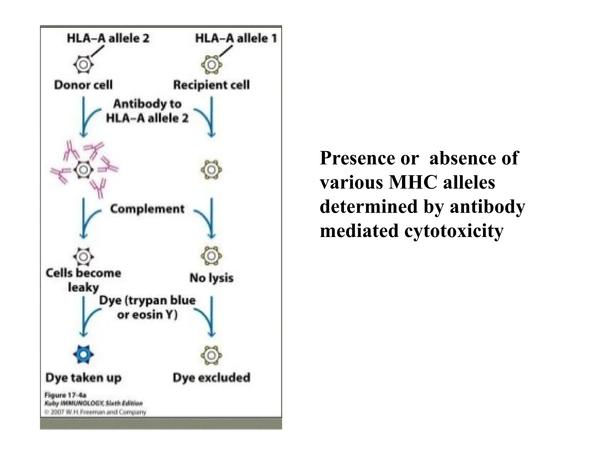 Presence or absence of
various MHC alleles
determined by antibody
mediated cytotoxicity
 