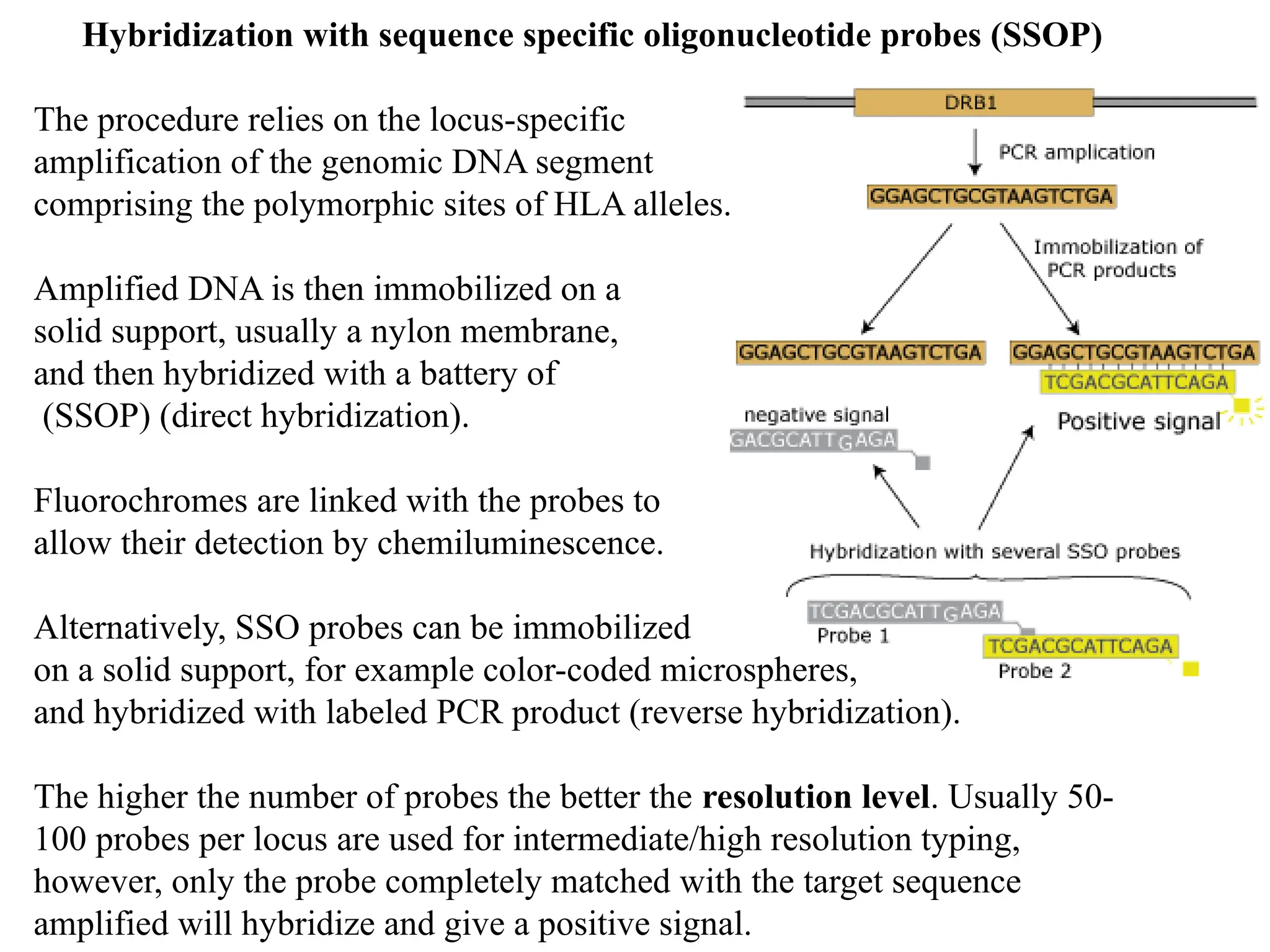 Hybridization with sequence specific oligonucleotide probes (SSOP)
The procedure relies on the locus-specific
amplification of the genomic DNA segment
comprising the polymorphic sites of HLA alleles.
Amplified DNA is then immobilized on a
solid support, usually a nylon membrane,
and then hybridized with a battery of
(SSOP) (direct hybridization).
Fluorochromes are linked with the probes to
allow their detection by chemiluminescence.
Alternatively, SSO probes can be immobilized
on a solid support, for example color-coded microspheres,
and hybridized with labeled PCR product (reverse hybridization).
The higher the number of probes the better the resolution level. Usually 50-
100 probes per locus are used for intermediate/high resolution typing,
however, only the probe completely matched with the target sequence
amplified will hybridize and give a positive signal.
 