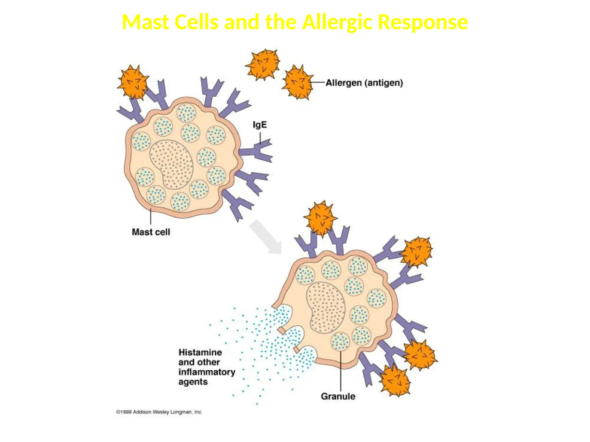Mast Cells and the Allergic Response
 