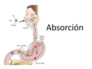 Absorción
 