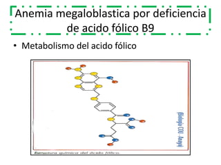 Anemia megaloblastica por deficiencia
de acido fólico B9
• Metabolismo del acido fólico
 