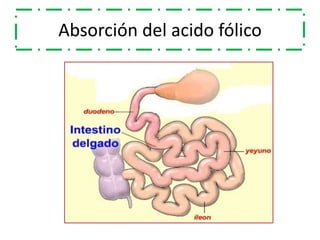 Absorción del acido fólico
 