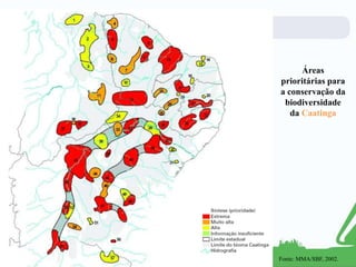Áreas
prioritárias para
a conservação da
biodiversidade
da Caatinga
Fonte: MMA/SBF, 2002.
 