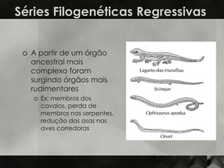 Séries Filogenéticas Regressivas


 o A partir de um órgão
   ancestral mais
   complexo foram
   surgindo órgãos mais
   rudimentares
   o Ex: membros dos
     cavalos, perda de
     membros nas serpentes,
     redução das asas nas
     aves corredoras
 