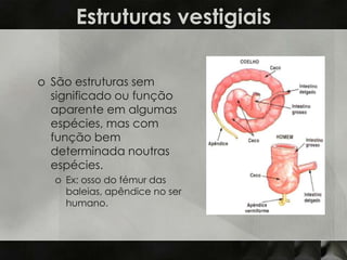 Estruturas vestigiais

o São estruturas sem
  significado ou função
  aparente em algumas
  espécies, mas com
  função bem
  determinada noutras
  espécies.
  o Ex: osso do fémur das
    baleias, apêndice no ser
    humano.
 