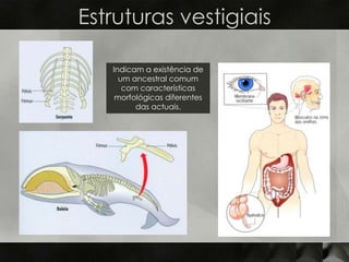 Estruturas vestigiais

   Indicam a existência de
     um ancestral comum
      com características
    morfológicas diferentes
         das actuais.
 
