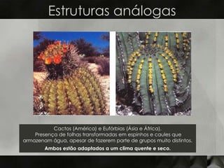 Estruturas análogas




           Cactos (América) e Eufórbias (Ásia e África).
    Presença de folhas transformadas em espinhos e caules que
armazenam água, apesar de fazerem parte de grupos muito distintos.
        Ambos estão adaptados a um clima quente e seco.
 
