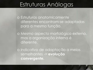 Estruturas Análogas

o Estruturas anatomicamente
  diferentes encontram-se adaptadas
  para a mesma função.

o Mesmo aspecto morfológico externo,
  mas a organização interna é
  diferente.

o Indicativo de adaptação a meios
  semelhantes -> evolução
  convergente.
 