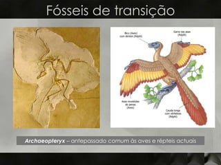 Fósseis de transição




Archaeopteryx – antepassado comum às aves e répteis actuais
 